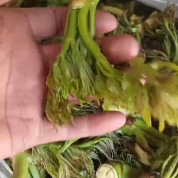 新鲜嫩芽2025现货供应辽宁刺嫩芽一件代发，产地代发