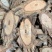 大茶藤【包邮】三斤起发货可批量可零售量大从优