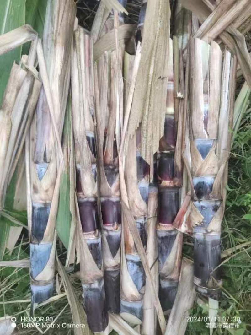 热销，广西黑皮甘蔗种苗，产地直供，一手货源