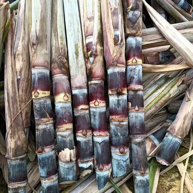 热销，广西黑皮甘蔗种苗，产地直供，一手货源