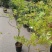 流泉枫，福建省龙岩市基地批发规格齐全货源充足