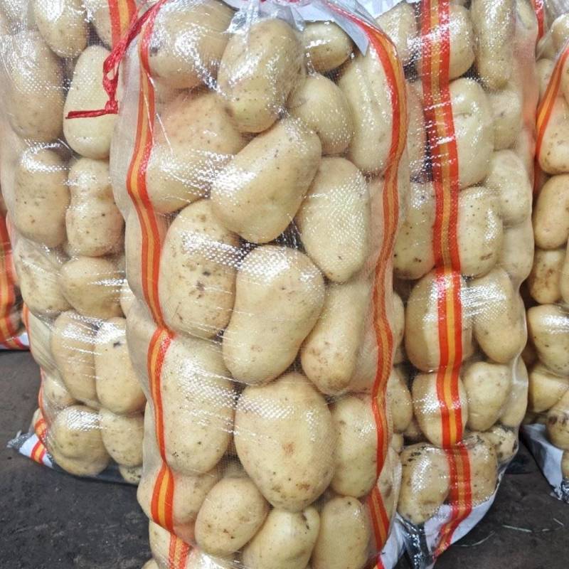 滕州土豆加工厂用土豆食堂工地伙房用土豆黄皮黄心水洗干洗
