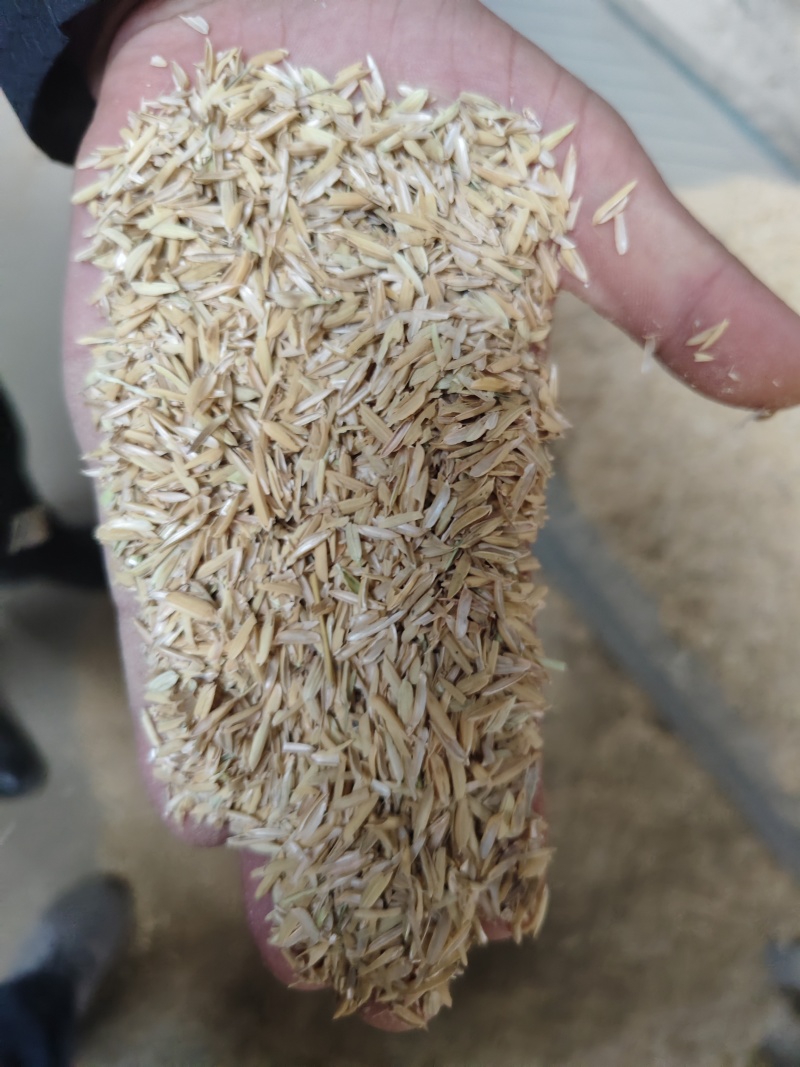 供应稻壳牛羊鸡饲料宠物垫料枕头填充禽畜酒厂酿酒用大鹏种植