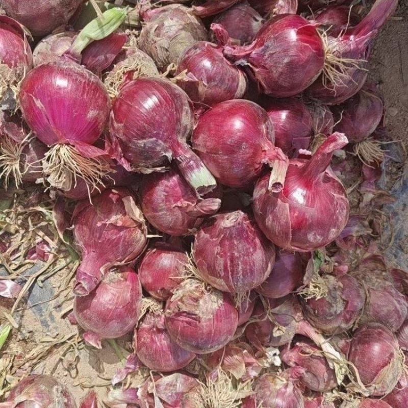 精品红皮洋葱大量上市品质保证量大从优一手货源