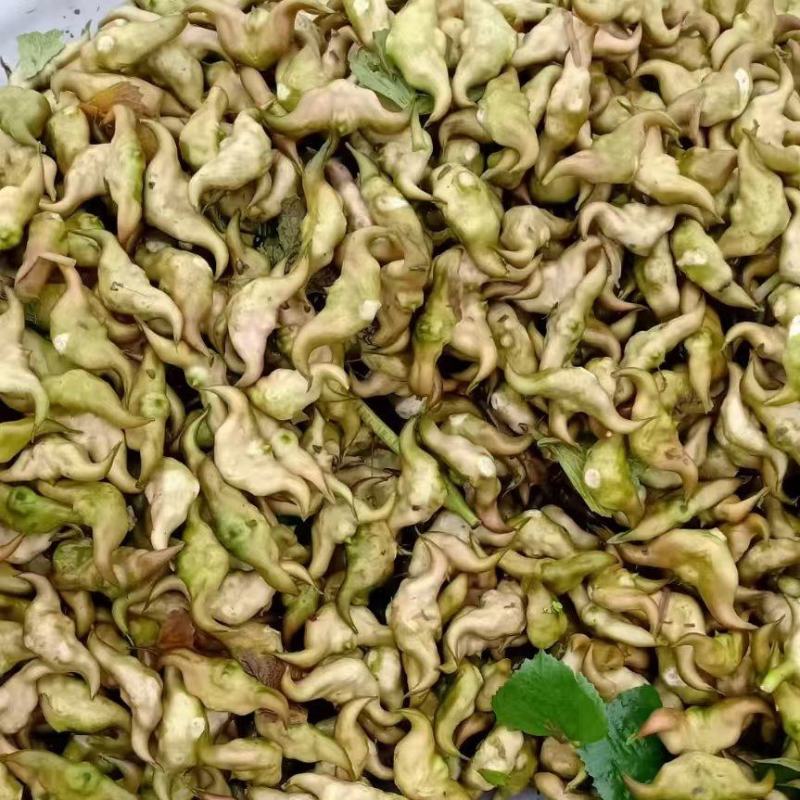 菱角水红菱产地直销量大质优价格优惠一手货源欢迎咨询