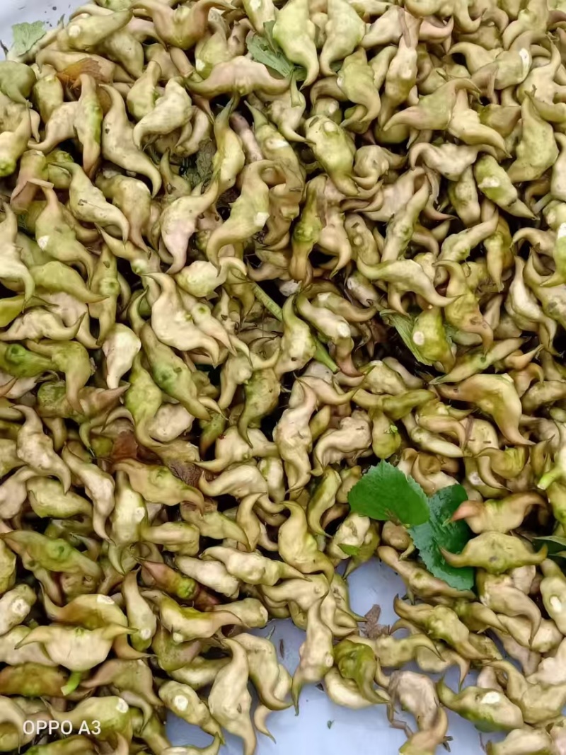 菱角水红菱产地直销量大质优价格优惠一手货源欢迎咨询