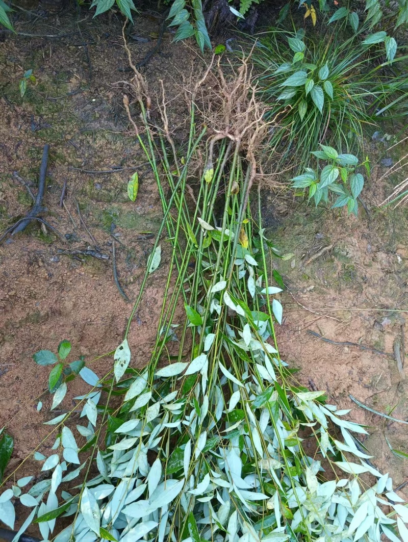 木姜子苗