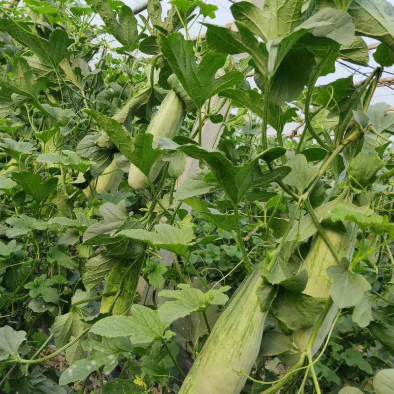【羊角蜜甜瓜】博洋绿宝星甜齐河润裕合作社供应