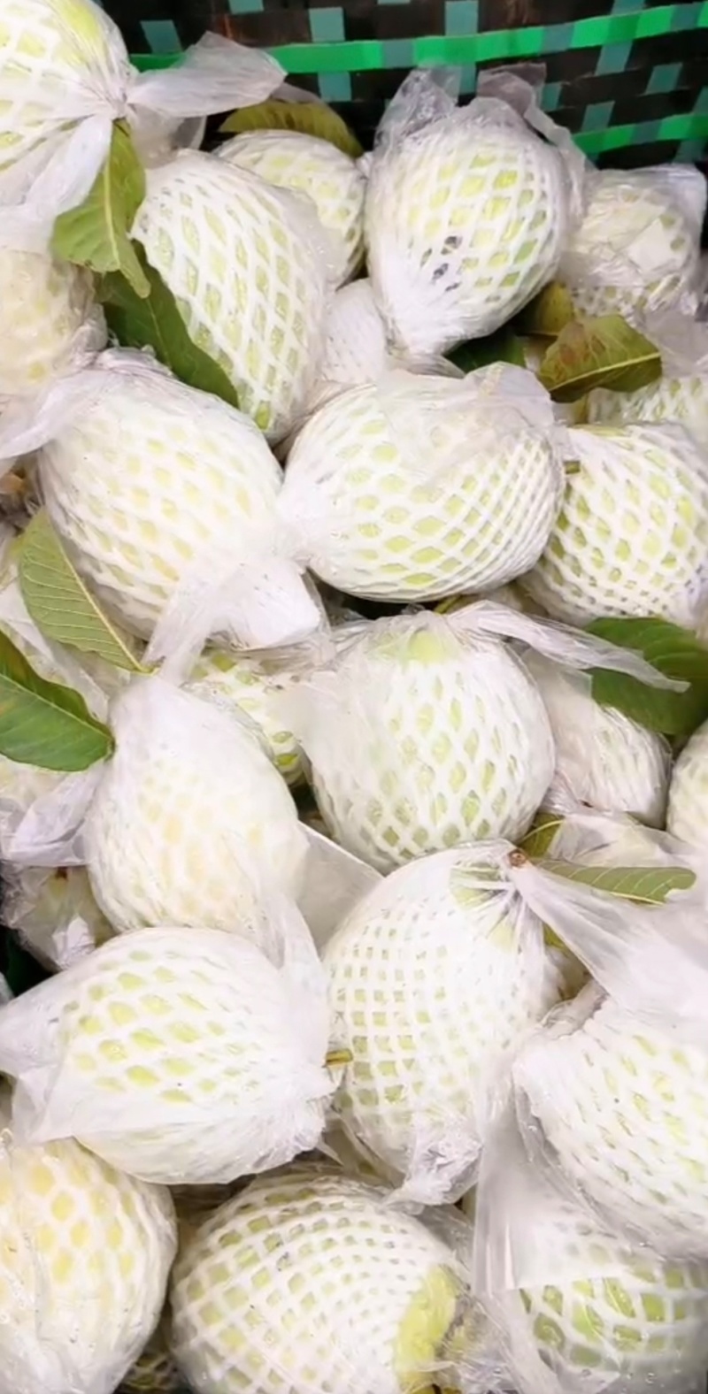 广东番石榴白心番石榴奶油芭乐产地一手货源量大从优