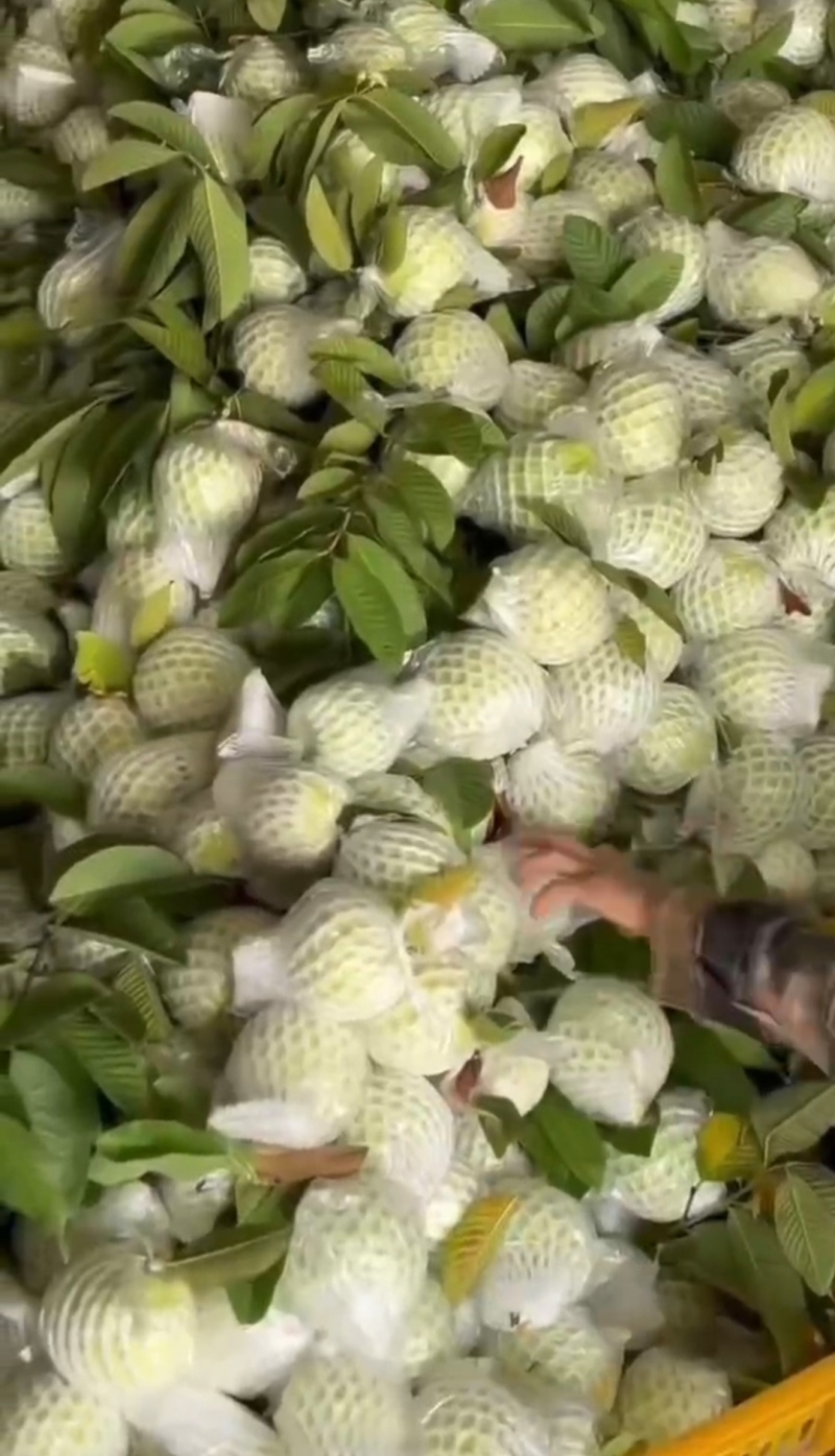 广东番石榴白心番石榴奶油芭乐产地一手货源量大从优