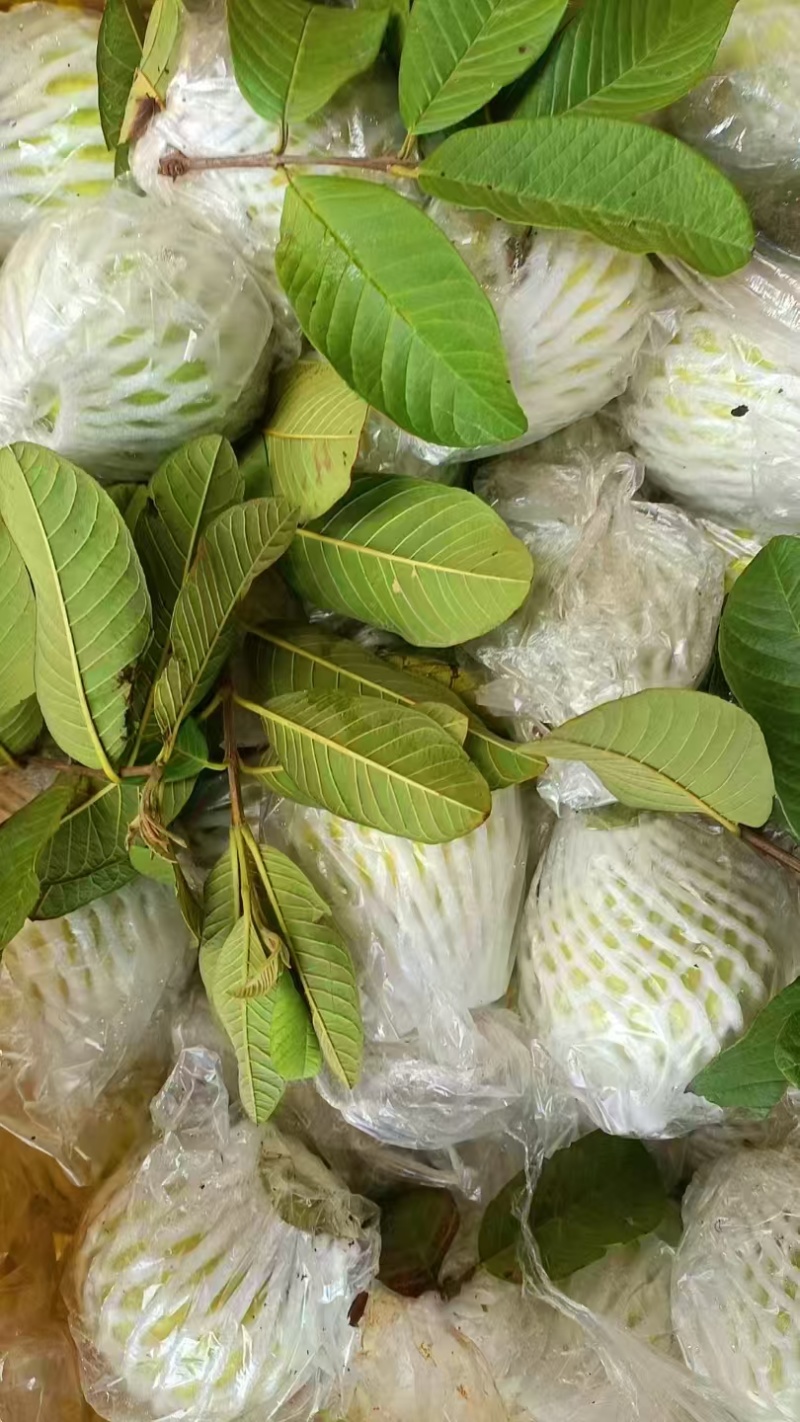 广东番石榴白心番石榴奶油芭乐产地一手货源量大从优