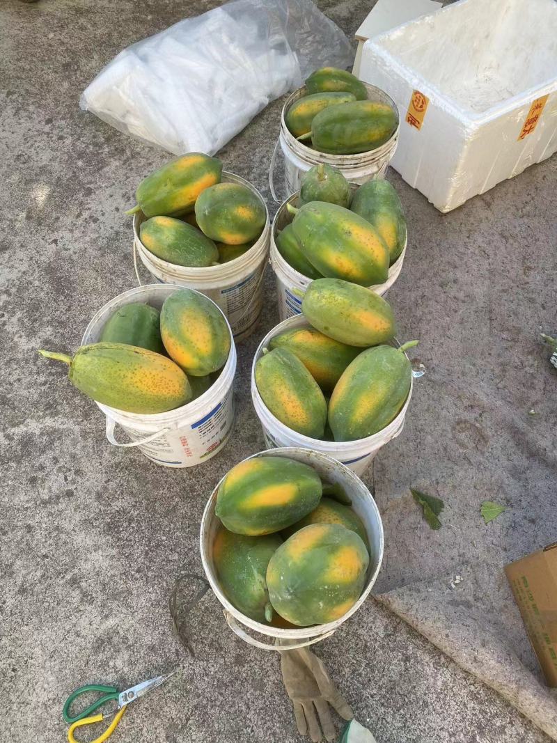 新树A级青皮红肉木瓜水果木瓜产地直供新鲜现采