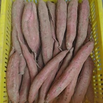 冷库板栗红薯