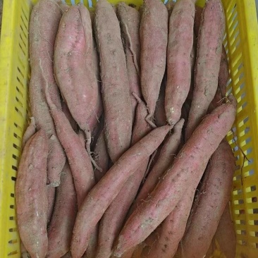 冷库板栗红薯