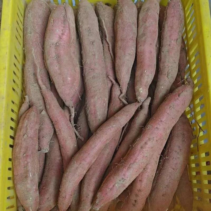 冷库板栗红薯