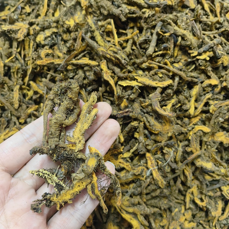 黄连黄连片四川鸡爪连精选