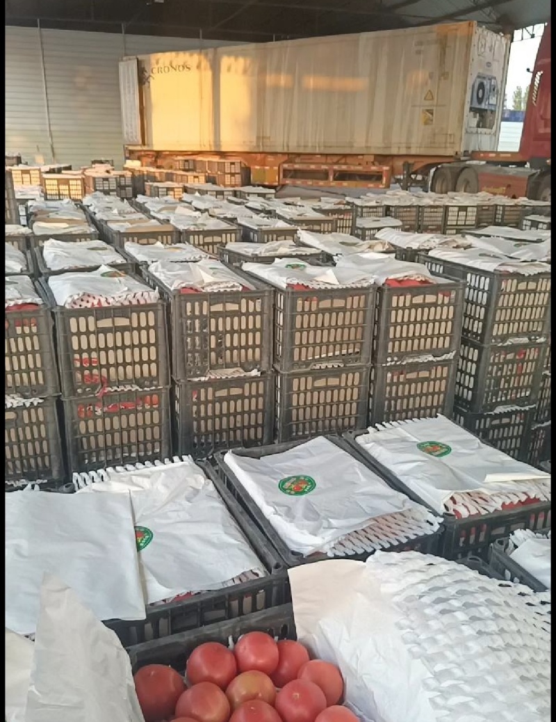 河北万亩西红柿之乡，可供货各大市场，超市，电商，加工出口
