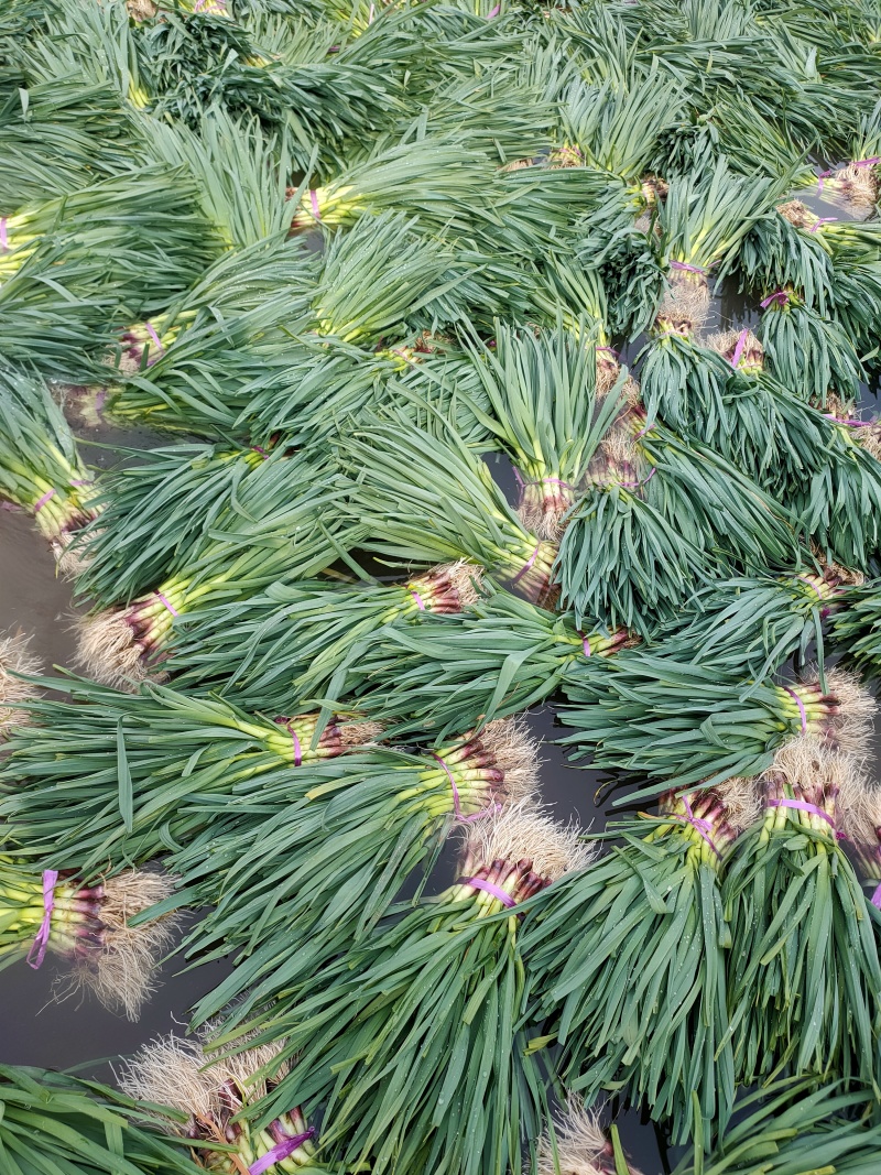 优质蒜苗大量上市，望各路朋友前来采购适合市场超市优选菜系