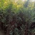 大量供应2025年春优质嫁接金叶榆金叶榆小苗