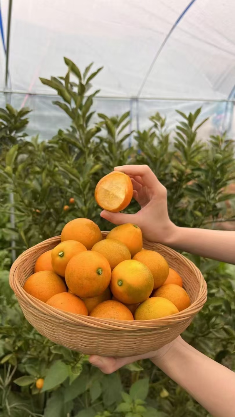 融安-脆蜜金桔苗-3年-4年大树苗，当年直接可以挂果