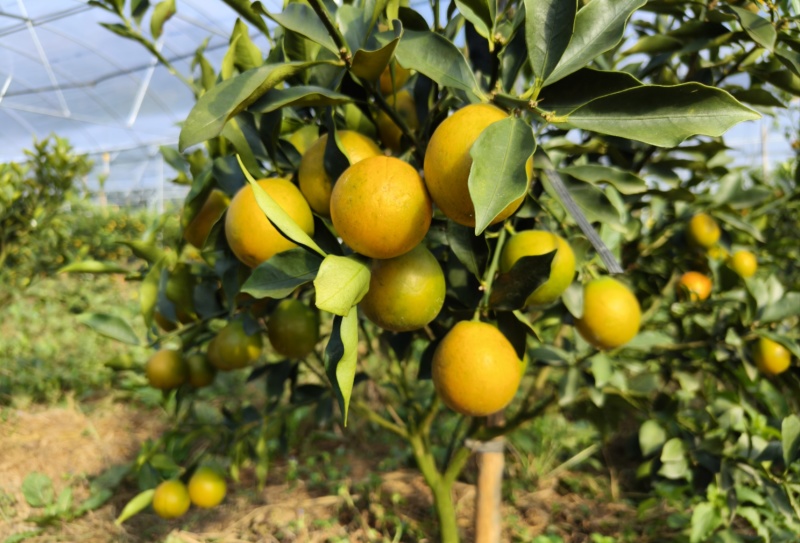 融安-脆蜜金桔苗-3年-4年大树苗，当年直接可以挂果