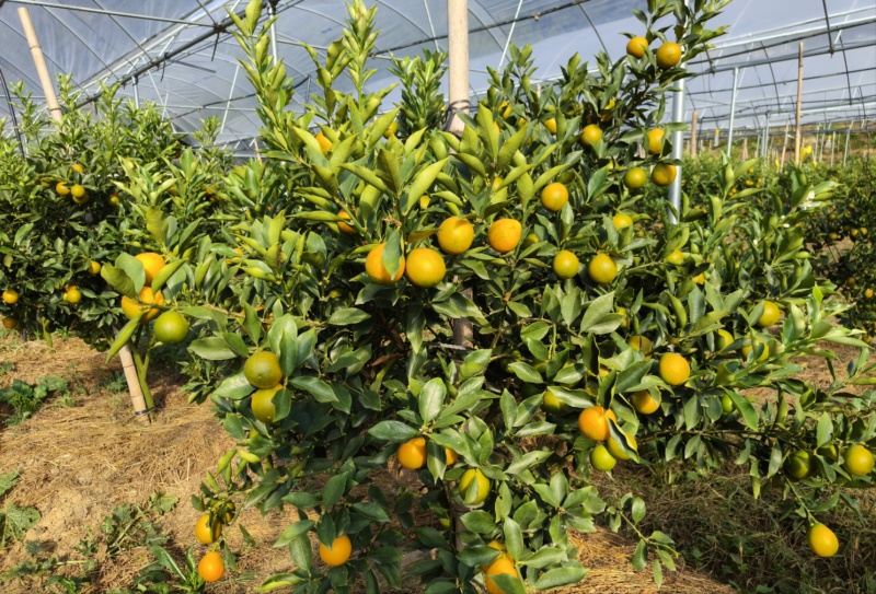 融安-脆蜜金桔苗-3年-4年大树苗，当年直接可以挂果