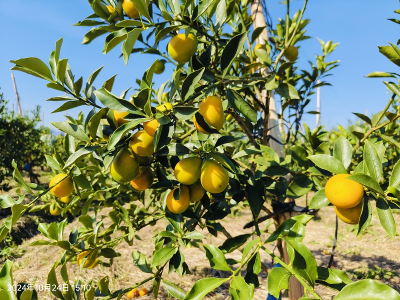 融安-脆蜜金桔苗-3年-4年大树苗，当年直接可以挂果