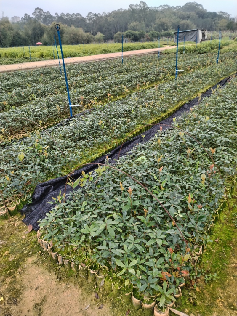 亦皮青岗