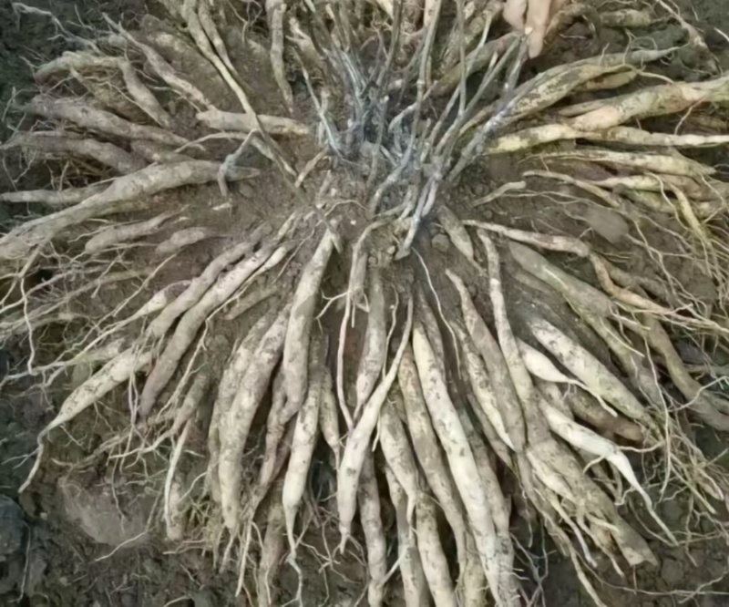 中药材野生药材百部现货供应欢迎咨询