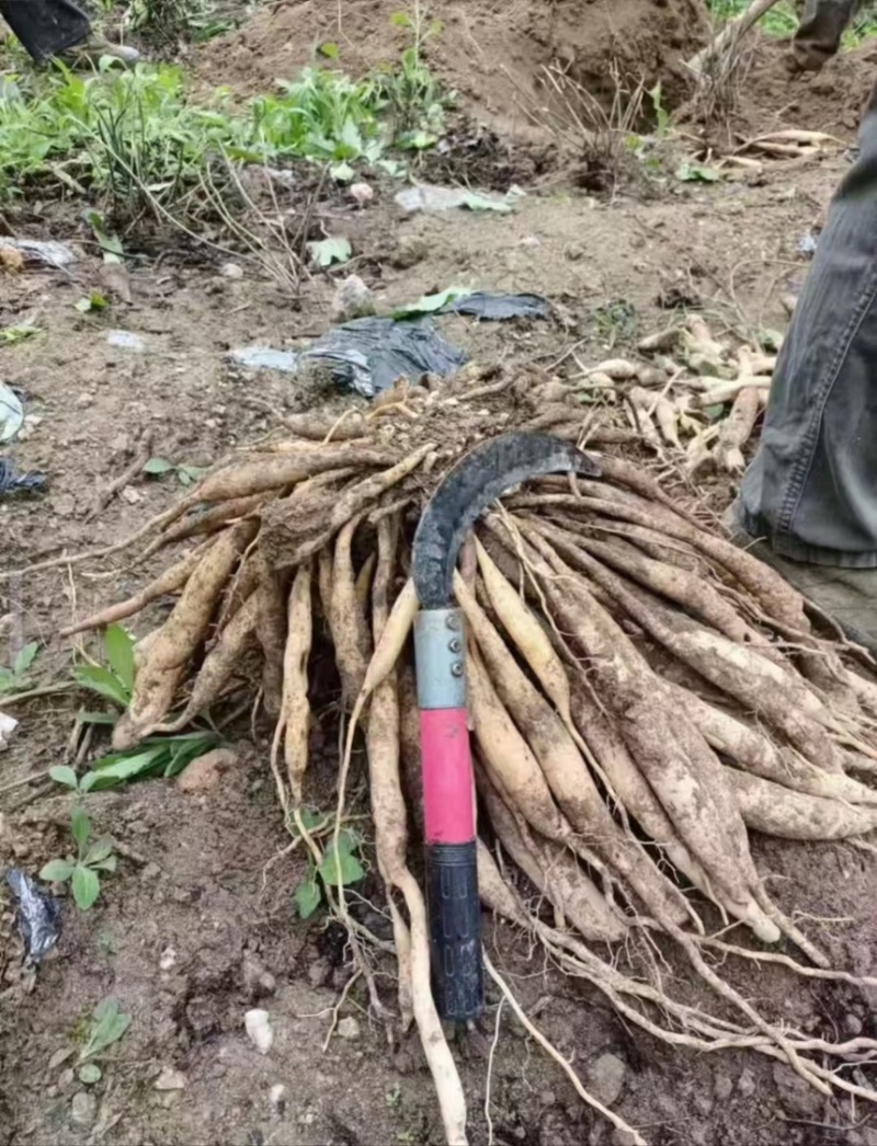 中药材野生药材百部现货供应欢迎咨询
