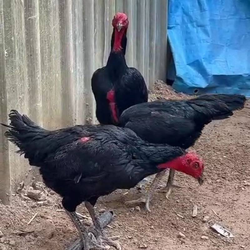 越南鬼母