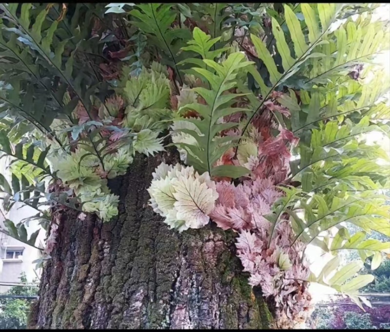 正宗干货野生骨碎补/爬岩姜野生鲜货大量现货供应