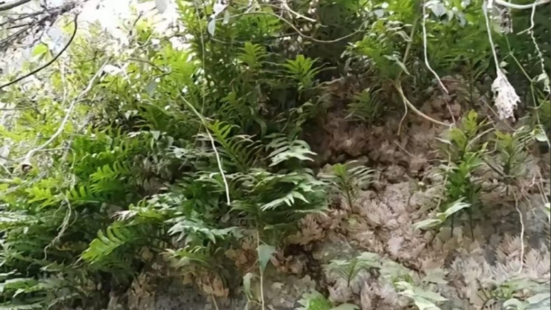正宗干货野生骨碎补/爬岩姜野生鲜货大量现货供应