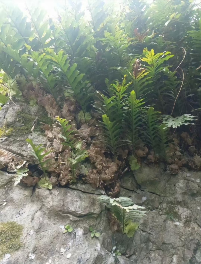 正宗干货野生骨碎补/爬岩姜野生鲜货大量现货供应