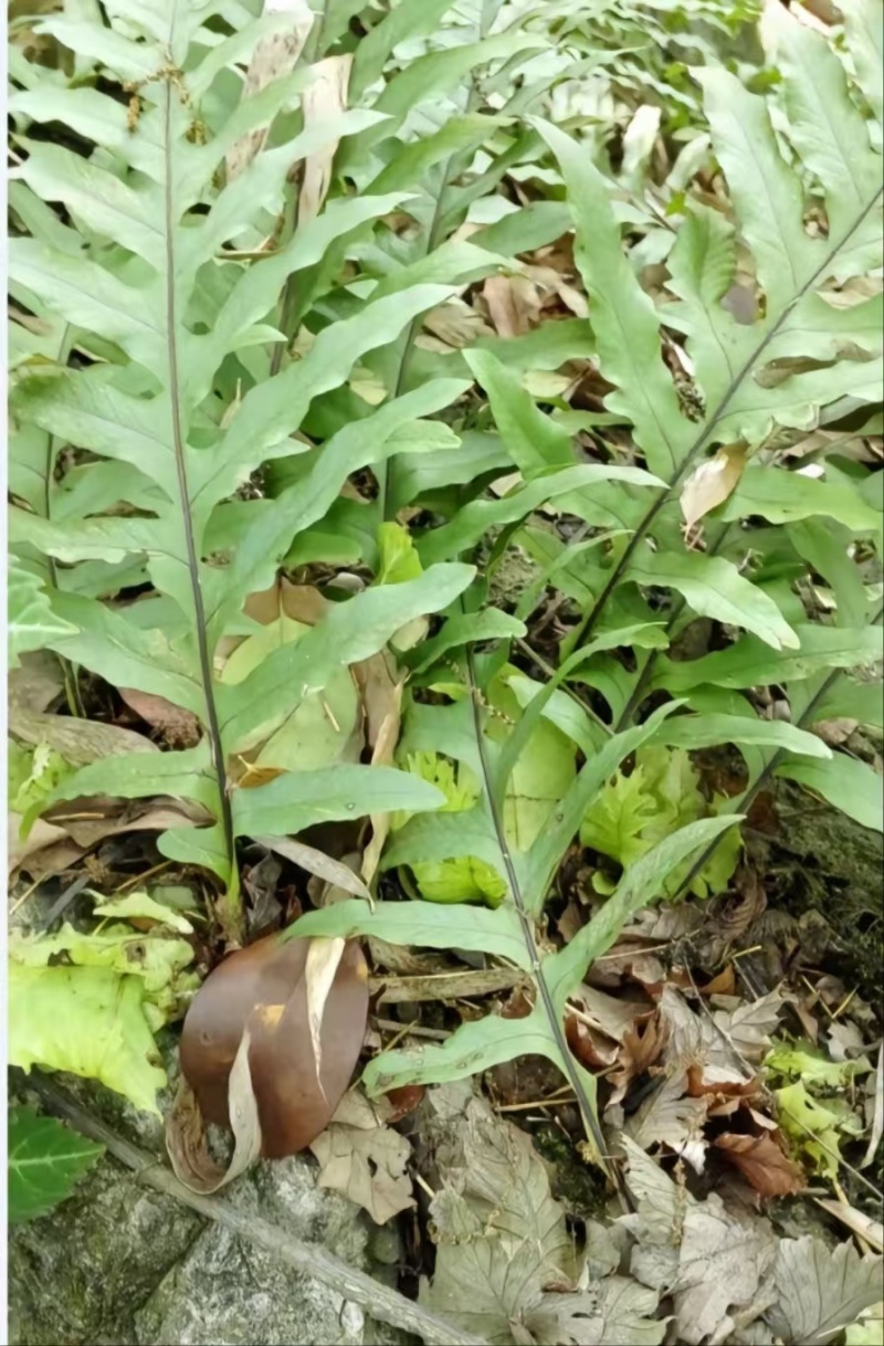 正宗干货野生骨碎补/爬岩姜野生鲜货大量现货供应