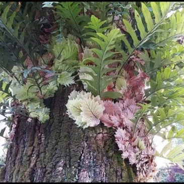 正宗干货野生骨碎补/爬岩姜野生鲜货大量现货供应