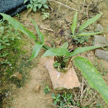 鸭脚木/鹅掌柴布袋苗蜜蜂养殖户**品种之一