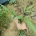 鸭脚木/鹅掌柴布袋苗蜜蜂养殖户**品种之一