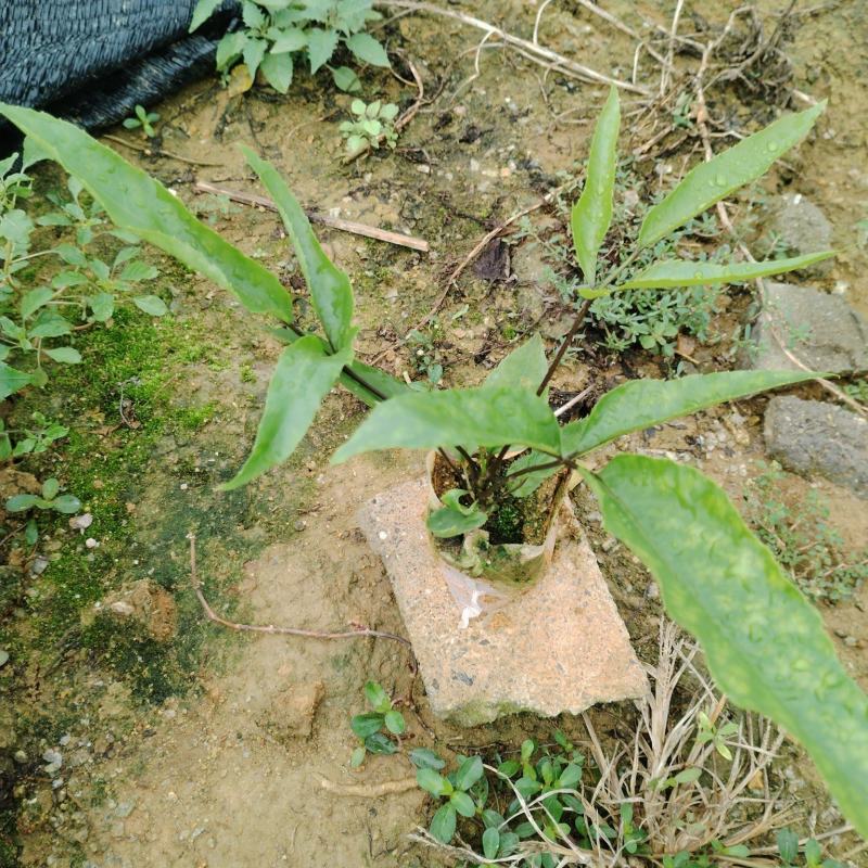 鸭脚木/鹅掌柴布袋苗蜜蜂养殖户**品种之一