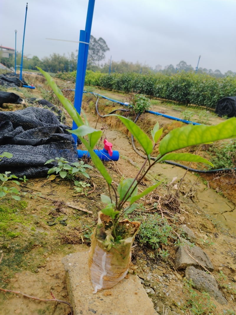 鸭脚木/鹅掌柴布袋苗蜜蜂养殖户**品种之一