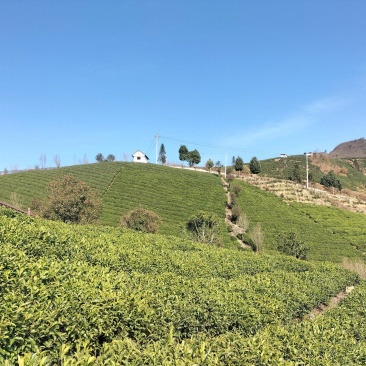 贵州云雾茶高山茶，贵定云雾贡茶毛尖茶，新茶慢慢上市了，