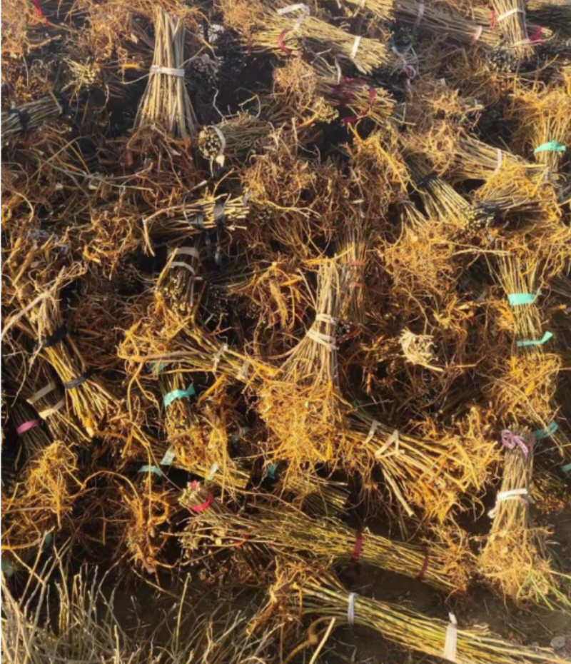 批发种子构树苗荒山矿山复绿化杂交构树1-20com构树