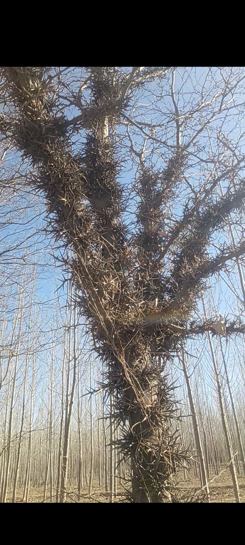 皂刺