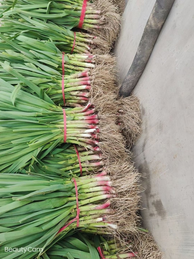 精品红根蒜苗大棚露天水洗加工厂脱水毛货蒜苗