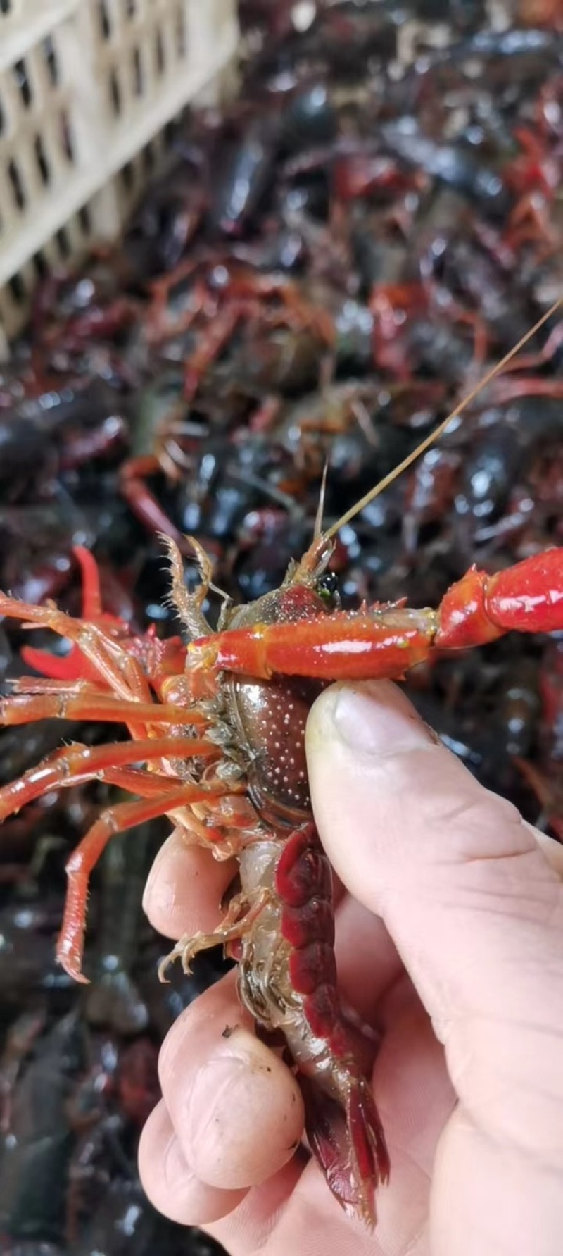 湖北潜江小龙虾2-6钱规格齐全发全国各地