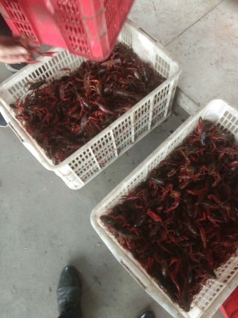 湖北潜江小龙虾2-6钱规格齐全发全国各地