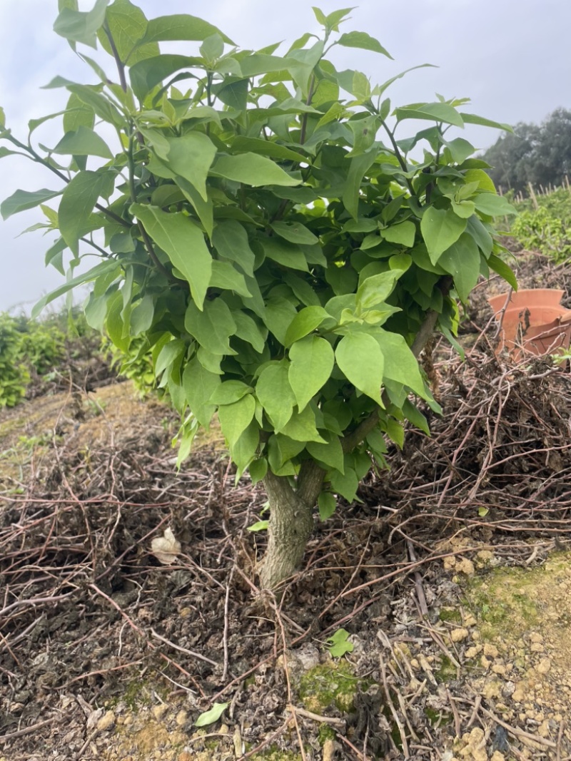 出售绿樱三角梅矮桩