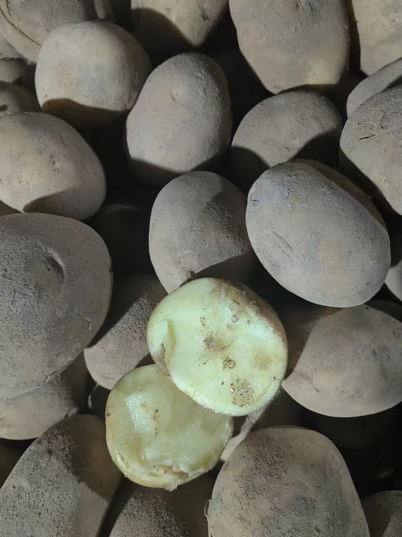 精品大西洋土豆，大量现货