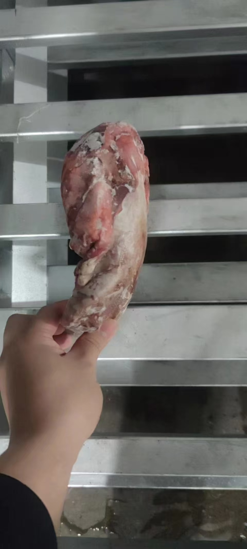 猪舌