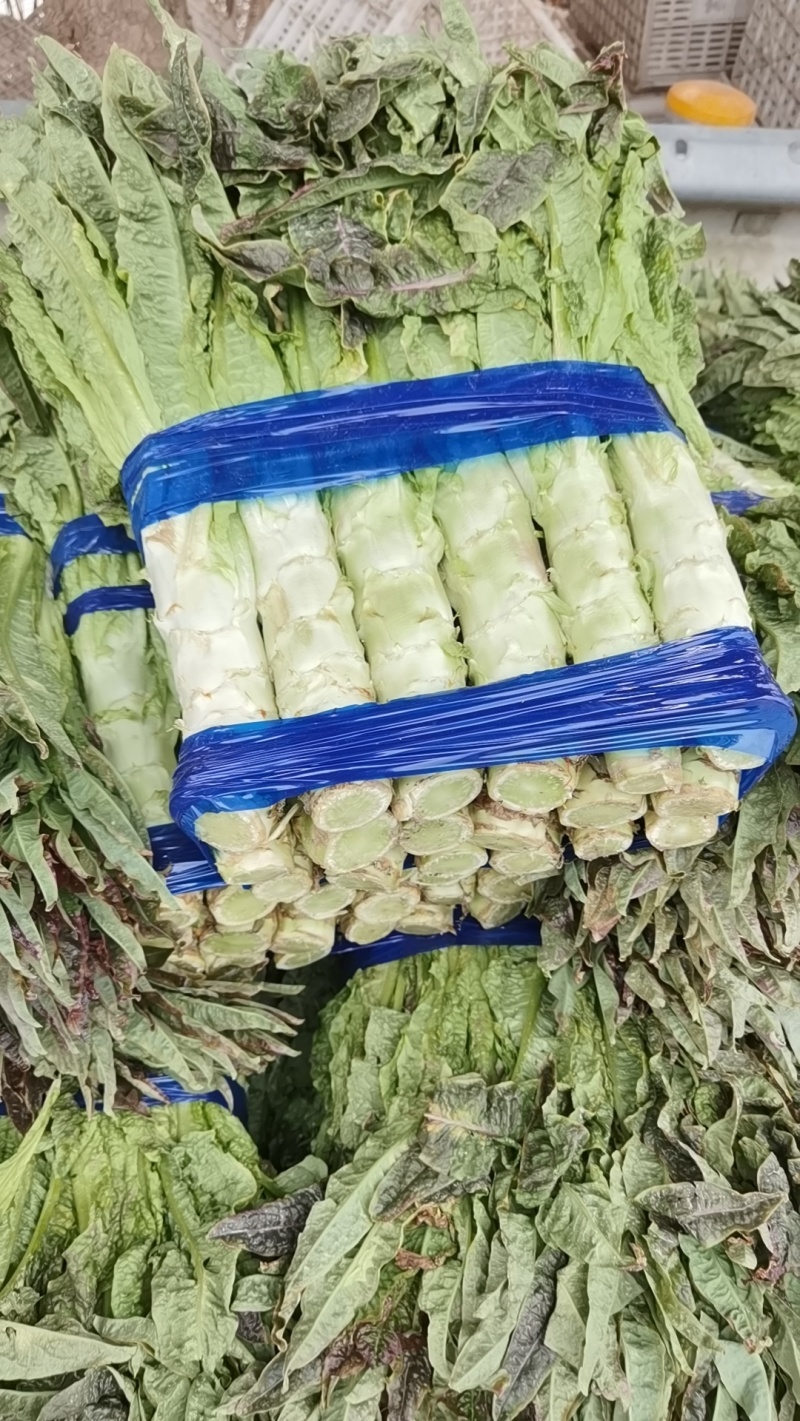 红叶香莴苣批发南通海安产地直供新鲜蔬菜现挖莴苣青笋